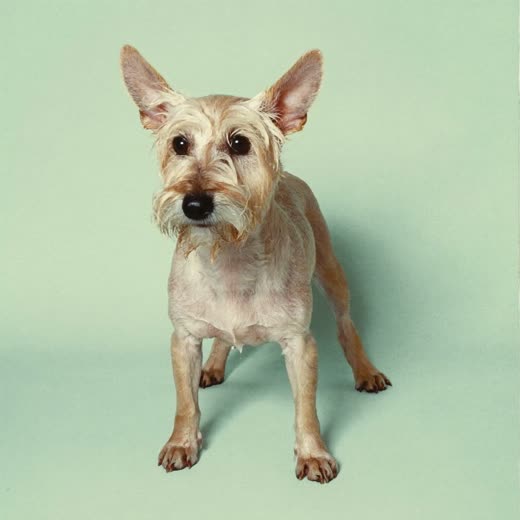 A freshly bathed terrier, damp coat, on a plain pale backdrop