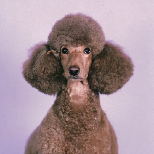 A neatly scissor-trimmed poodle looking at the camera